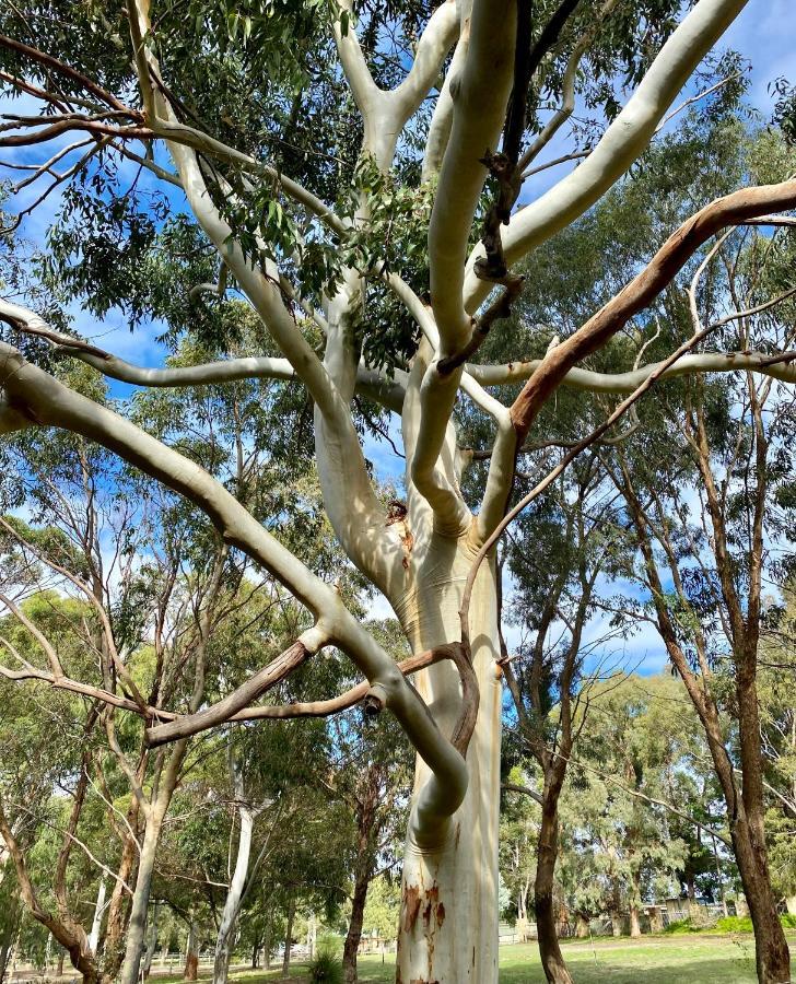 Seatrees Accommodation Yanchep Esterno foto